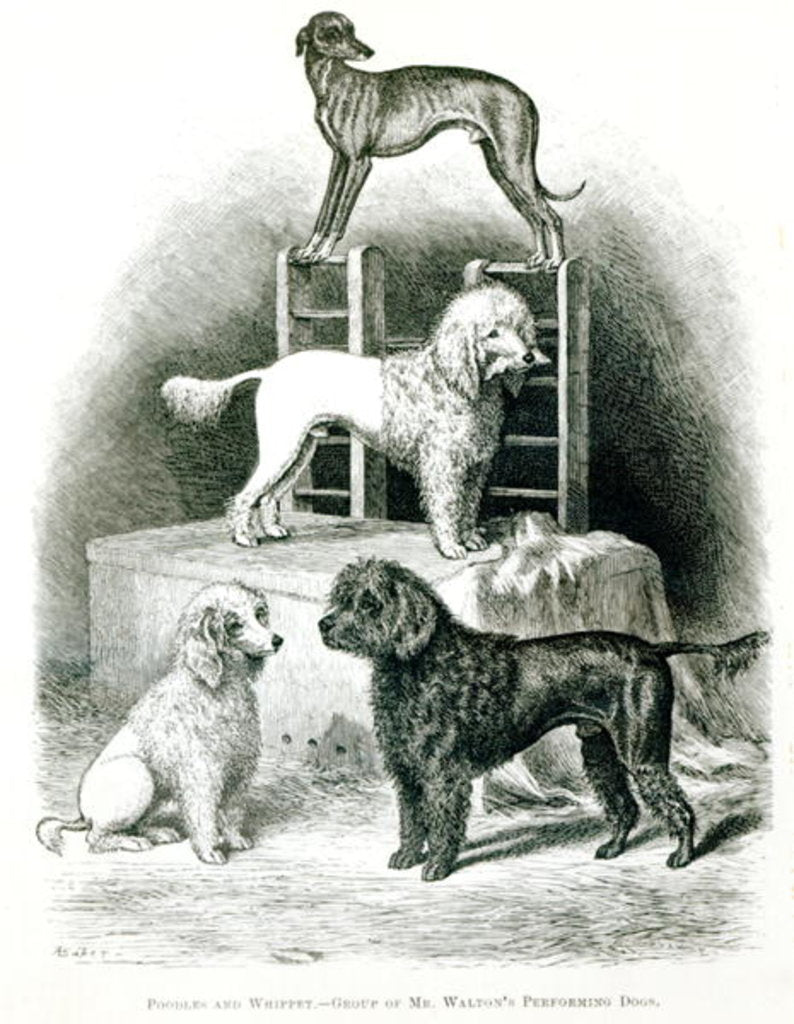 Detail of Poodles and Whippet - Group of Mr. Walton's Performing Dogs by School English