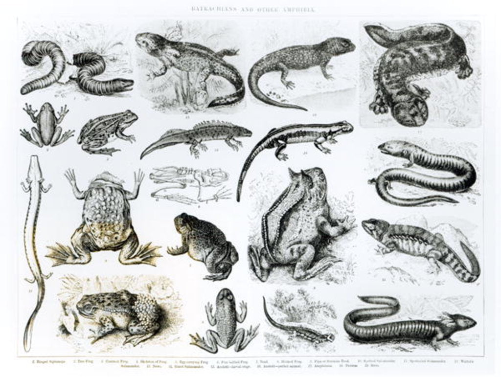 Detail of Batrachians and other Amphibia by School English