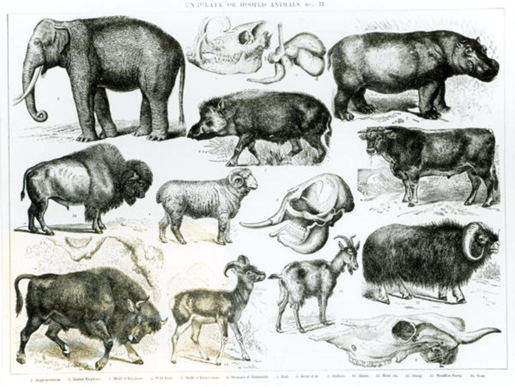 Detail of Ungulata or Hoofed Animals by School English