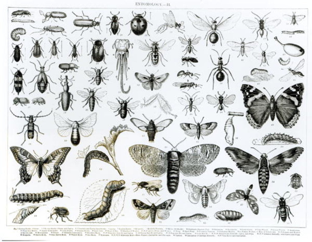 Detail of Entomology by School English