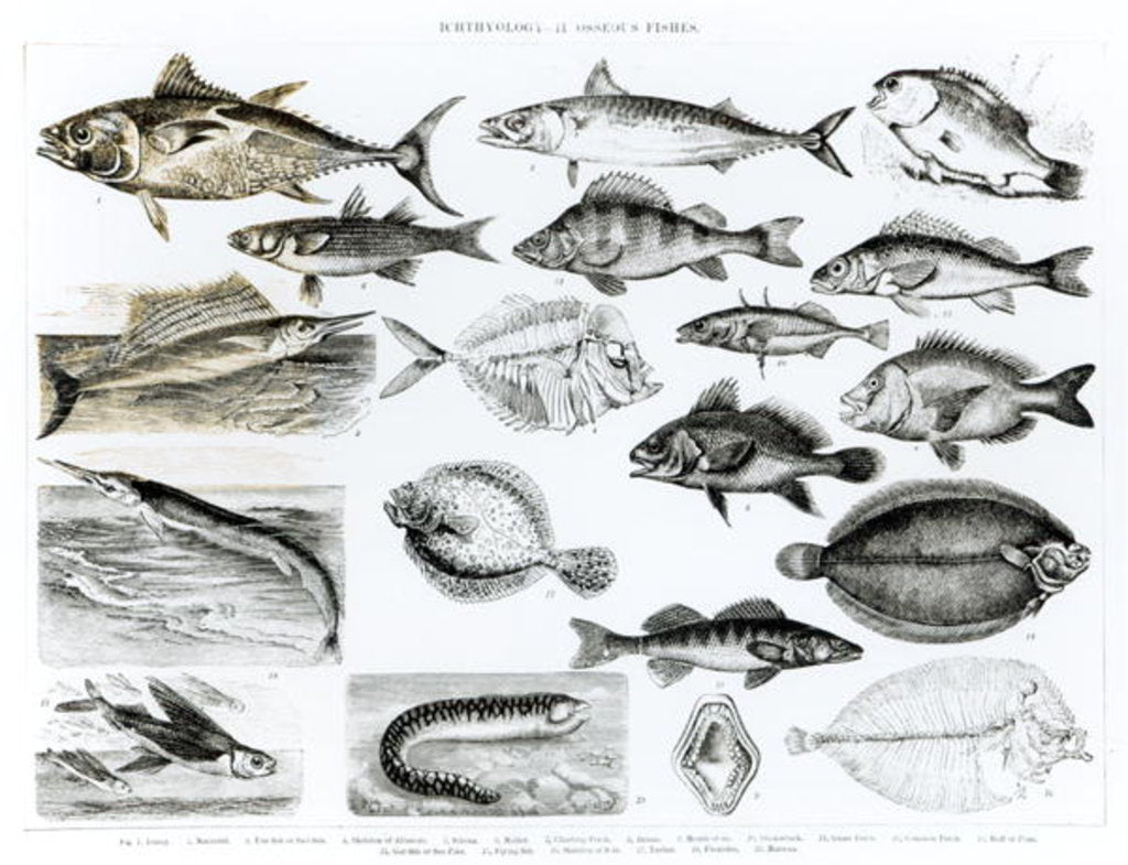 Detail of Ichthyology Osseous Fishes by School English