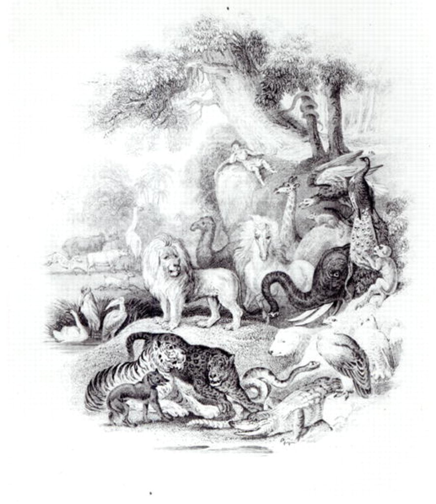 Detail of Wild Animals from 'A History of the Earth and Animated Nature' by Oliver Goldsmith, London, 1840 by English School