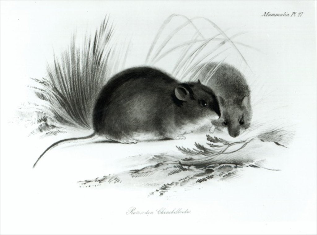 Detail of Mouse, Tierra del Fuego, South America c.1832-36 by English School