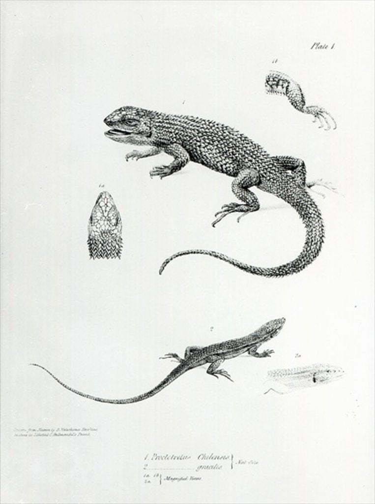 Detail of Shingled Iguana by English School