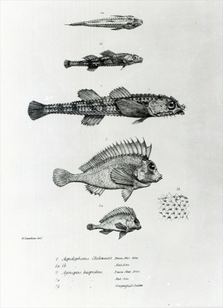 Detail of Aspidophorus Chiloensis and Agriopus Hispidus by English School