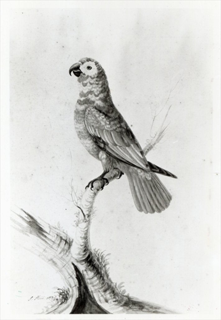Detail of A Parrot, 1786 by Sarah Stone