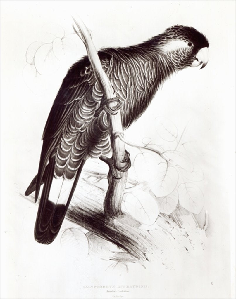 Detail of Calyptorhynchus Baudinii, or Baudin's Cockatoo, 1832 by Edward Lear