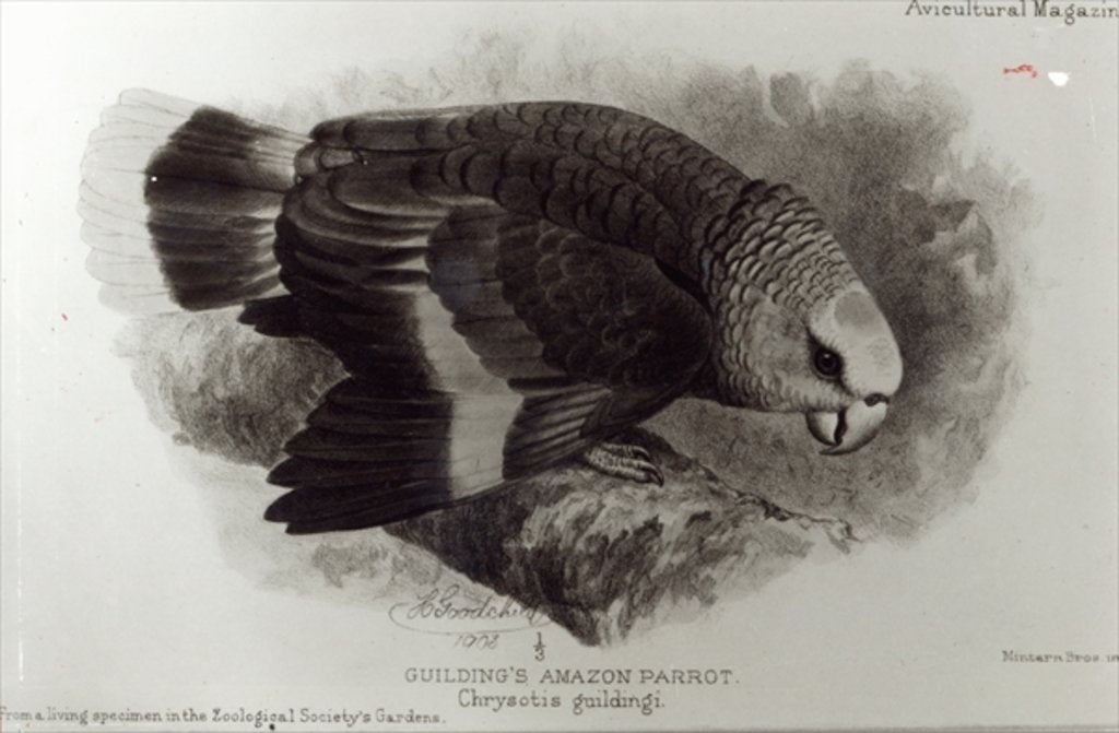 Detail of Guilding's Amazon Parrot by English School