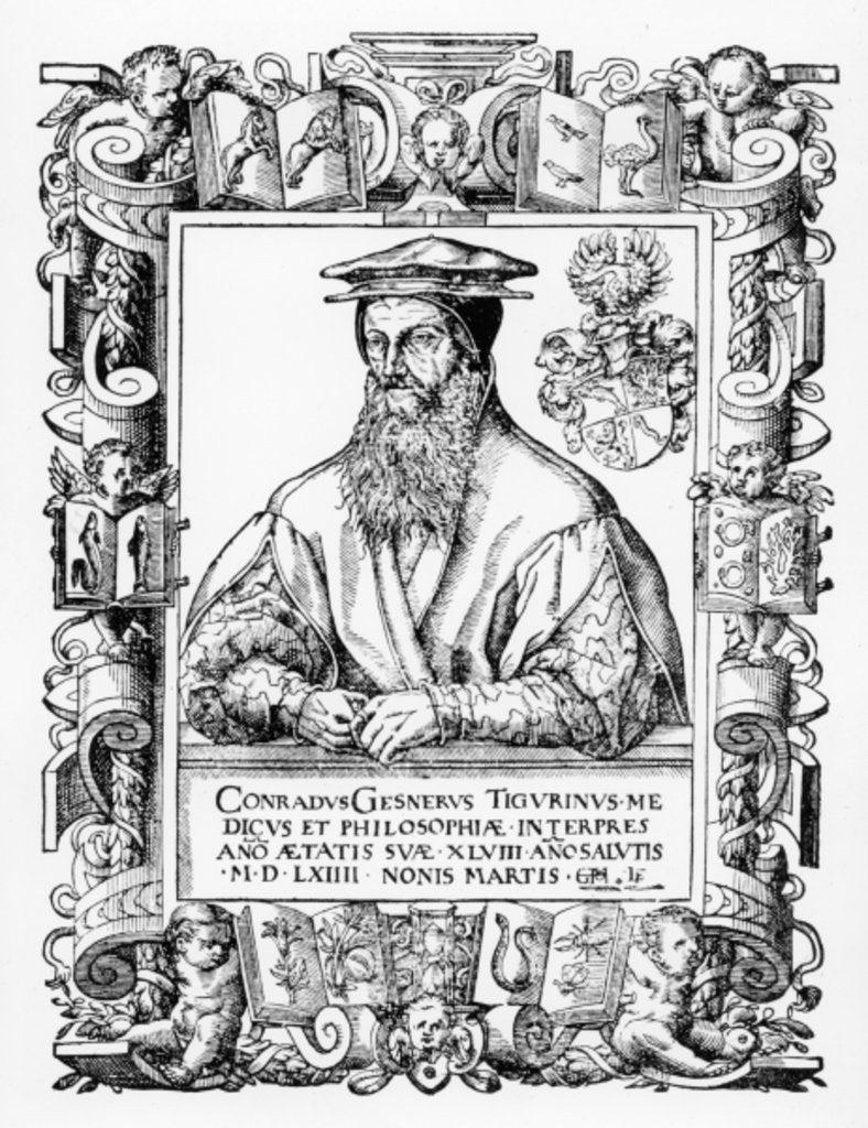 Detail of Conrad Gesner by Swiss School