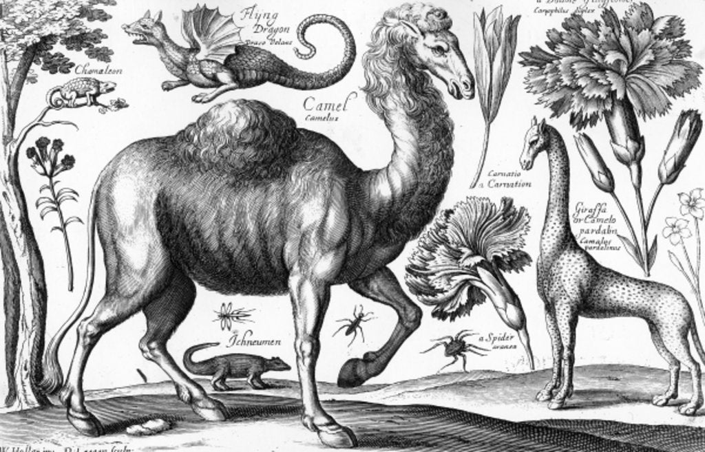 Detail of Animalium, Ferarum et Bestiarum by Wenceslaus Hollar