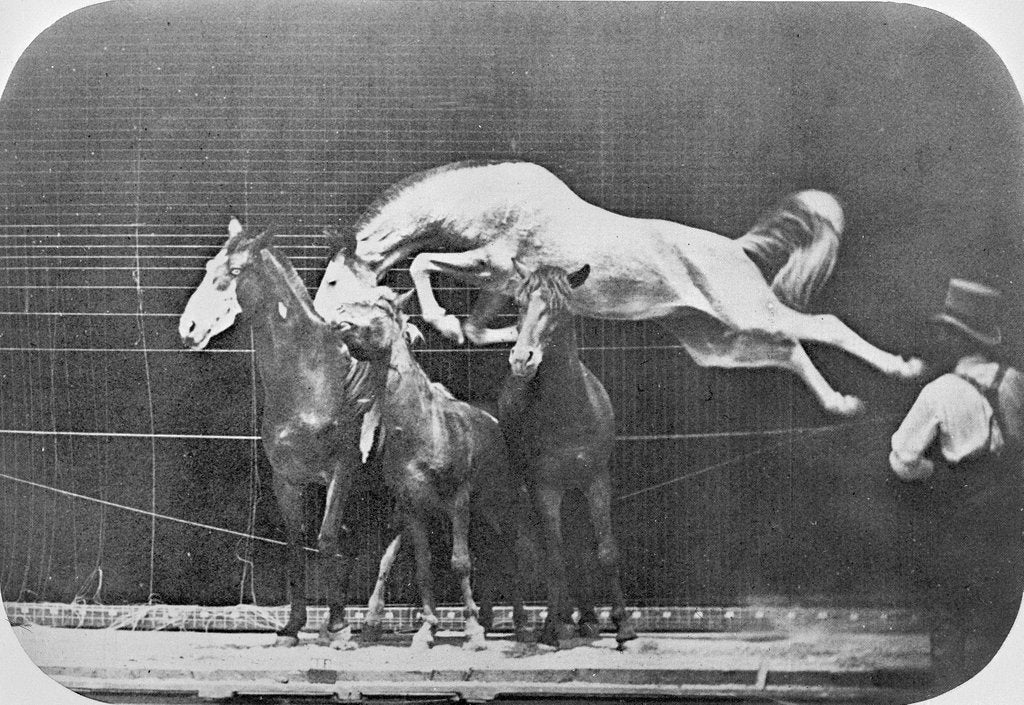 Detail of Jumping over three horses...chestnut horse Hornet by Eadweard Muybridge