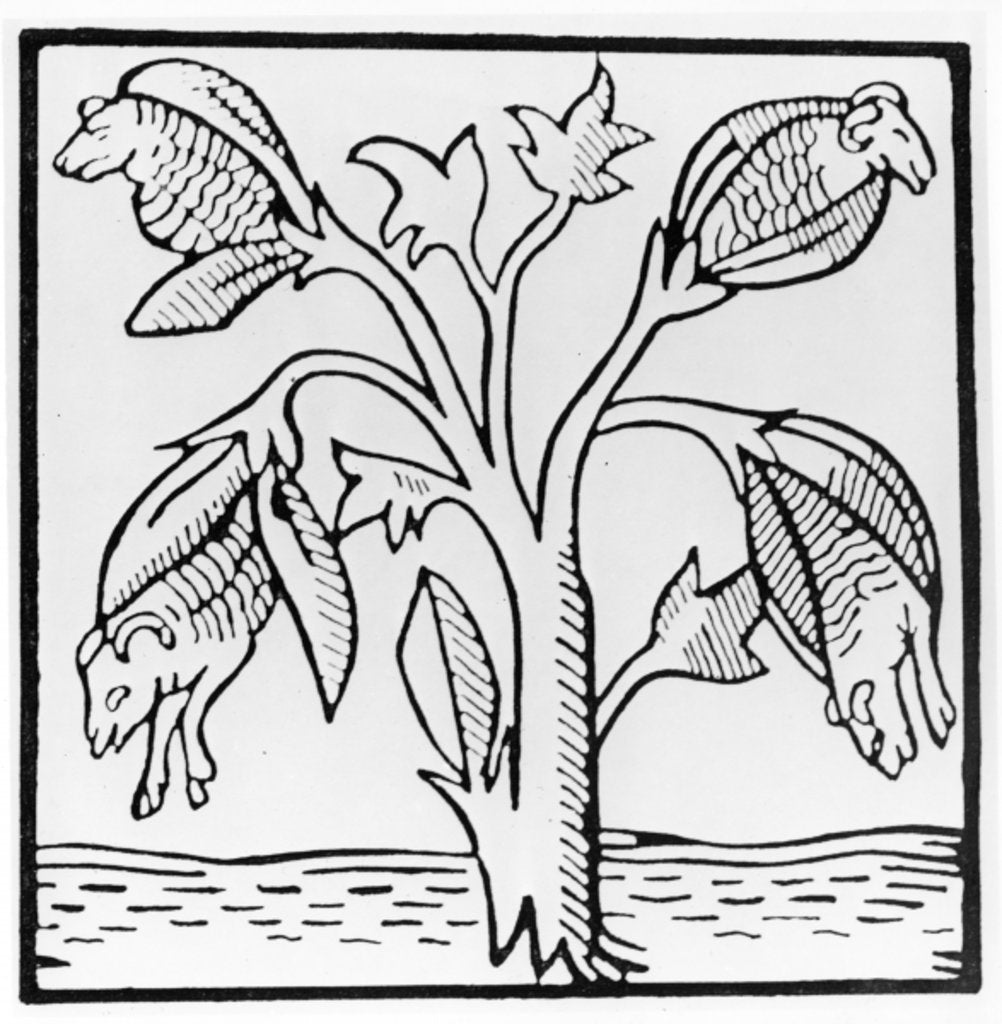 Detail of Cotton plant, as imagined by John Mandeville by English School
