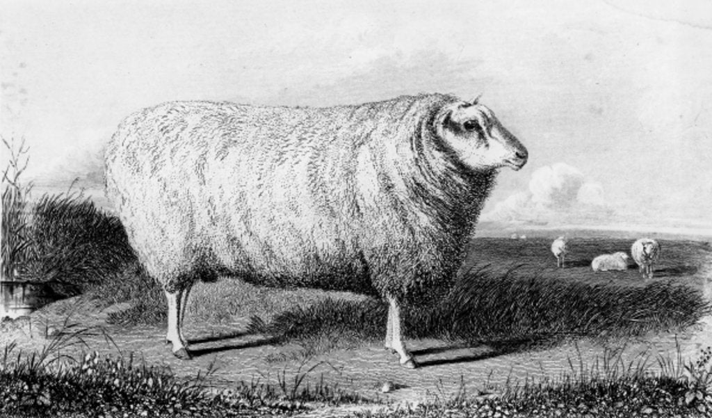 Detail of A Leicester Tup by John (after) Sheriff