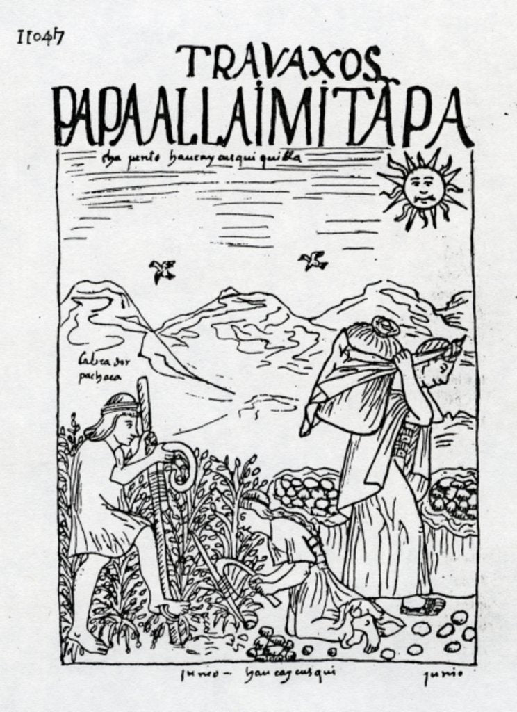 Detail of The Month of June, Harvesting the Potatoes by Felipe Huaman Poma de Ayala