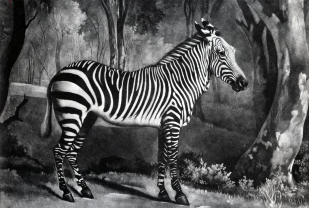 Detail of The Sebra, or Wild Ass by George (after) Stubbs