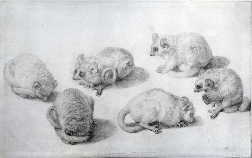 Detail of Studies of a Lemur, 1773 by George Stubbs