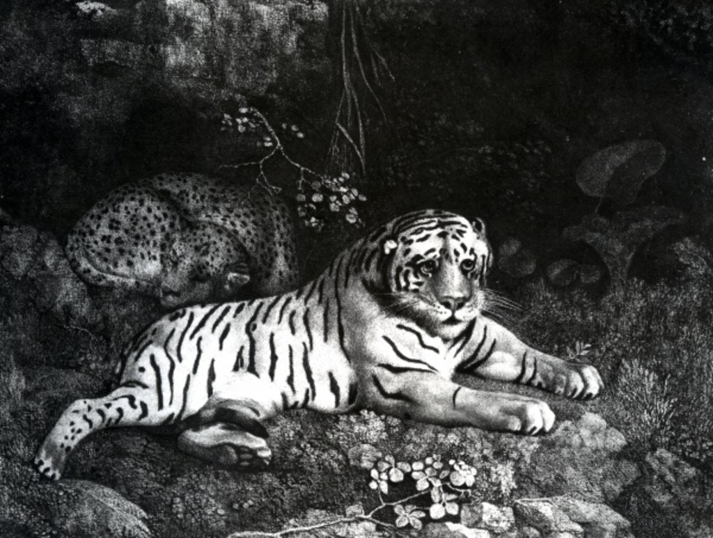 Detail of Two Tigers, 1788 by George Stubbs