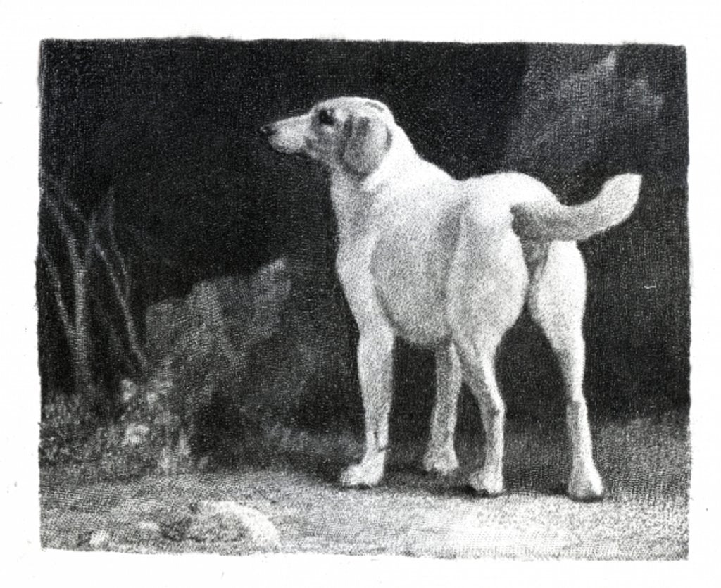 Detail of Dog, 1788 by George Stubbs