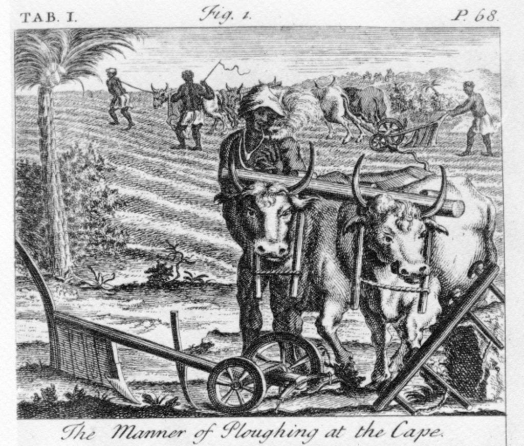 Detail of The Manner of Ploughing at the Cape, an illustration in 'The Present State of the Cape of Good-Hope: vol II', published 1731 by German School