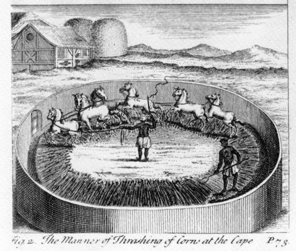 Detail of The Manner of Thrashing of Corn at the Cape by German School