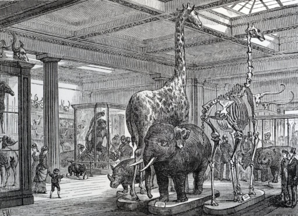 Detail of The Mammalia Saloon by English School