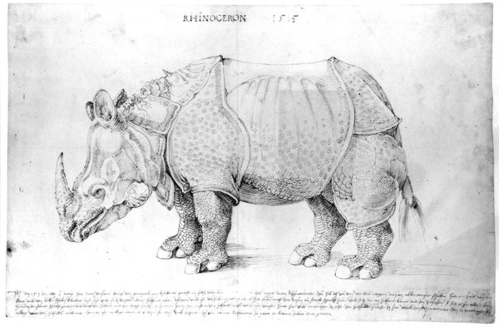 Detail of Rhinoceros, 1515 by Albrecht Dürer or Duerer