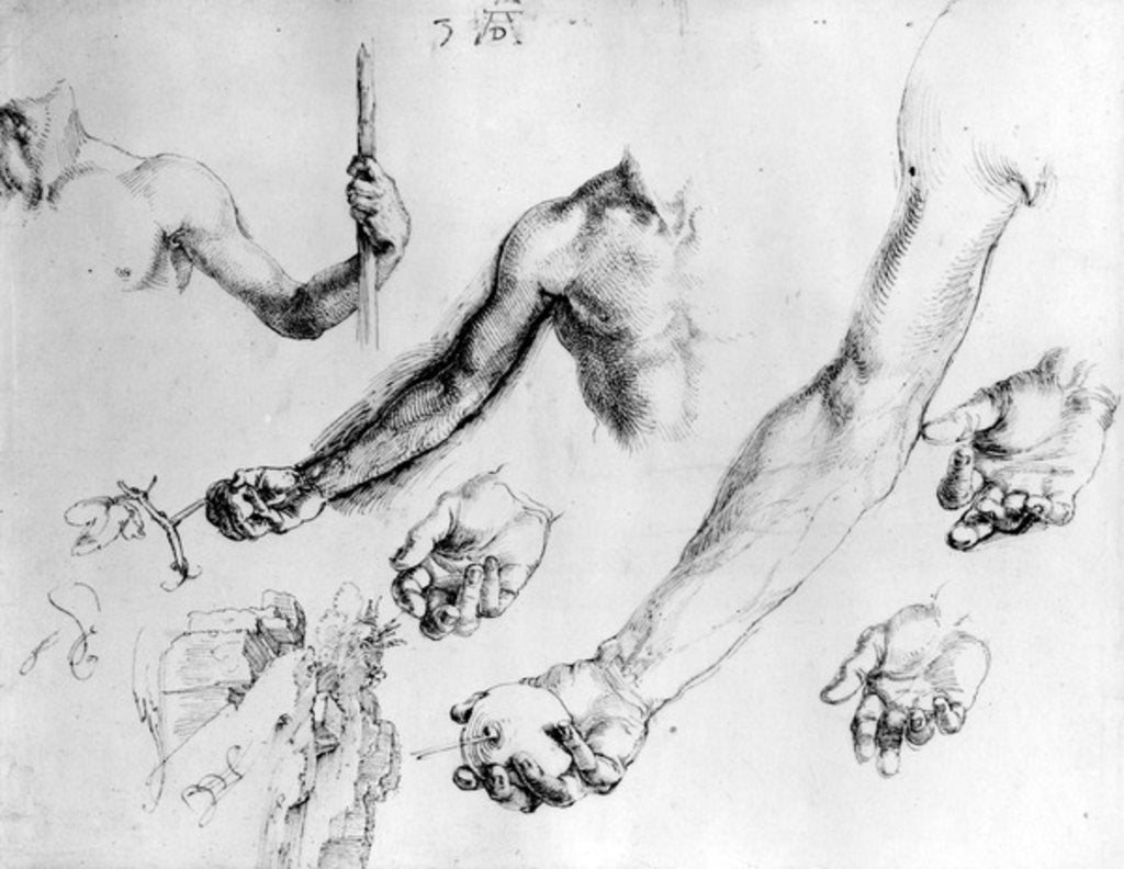 Detail of Studies for the arm of Adam, 1504 by Albrecht Dürer or Duerer