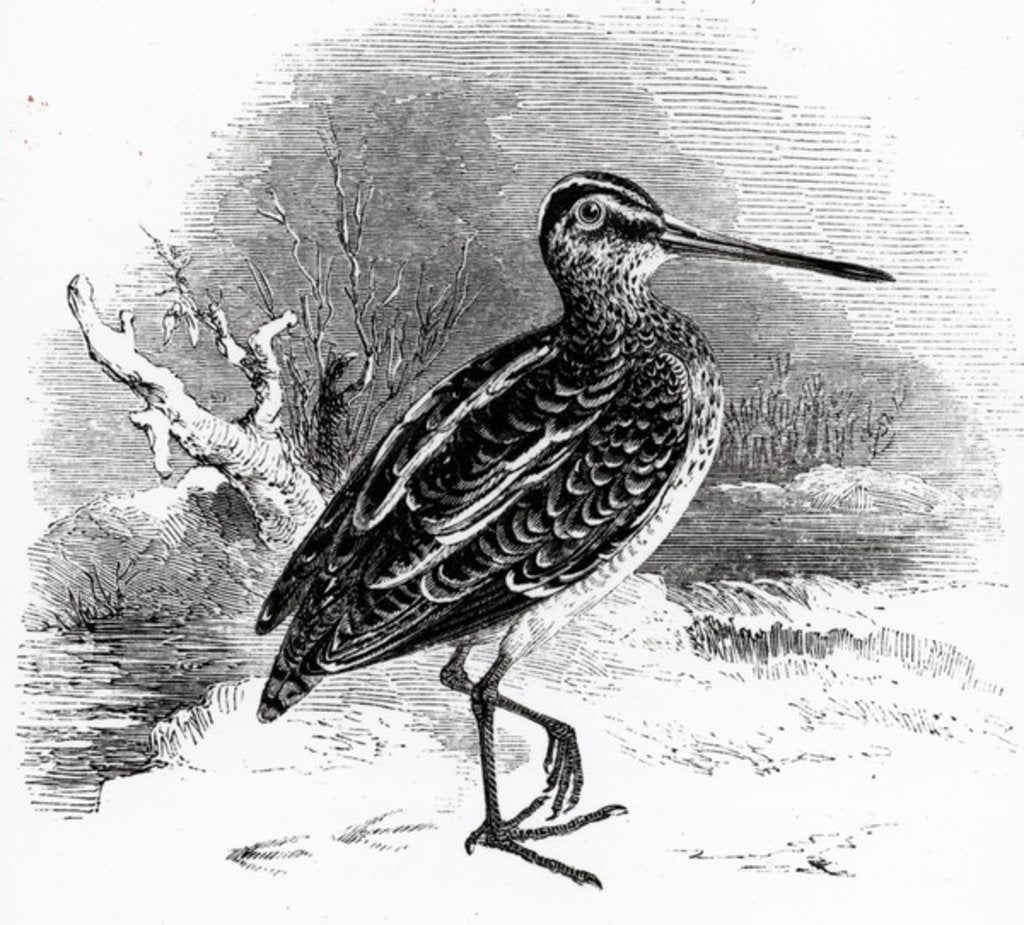 Detail of The Common Snipe by William Yarrell