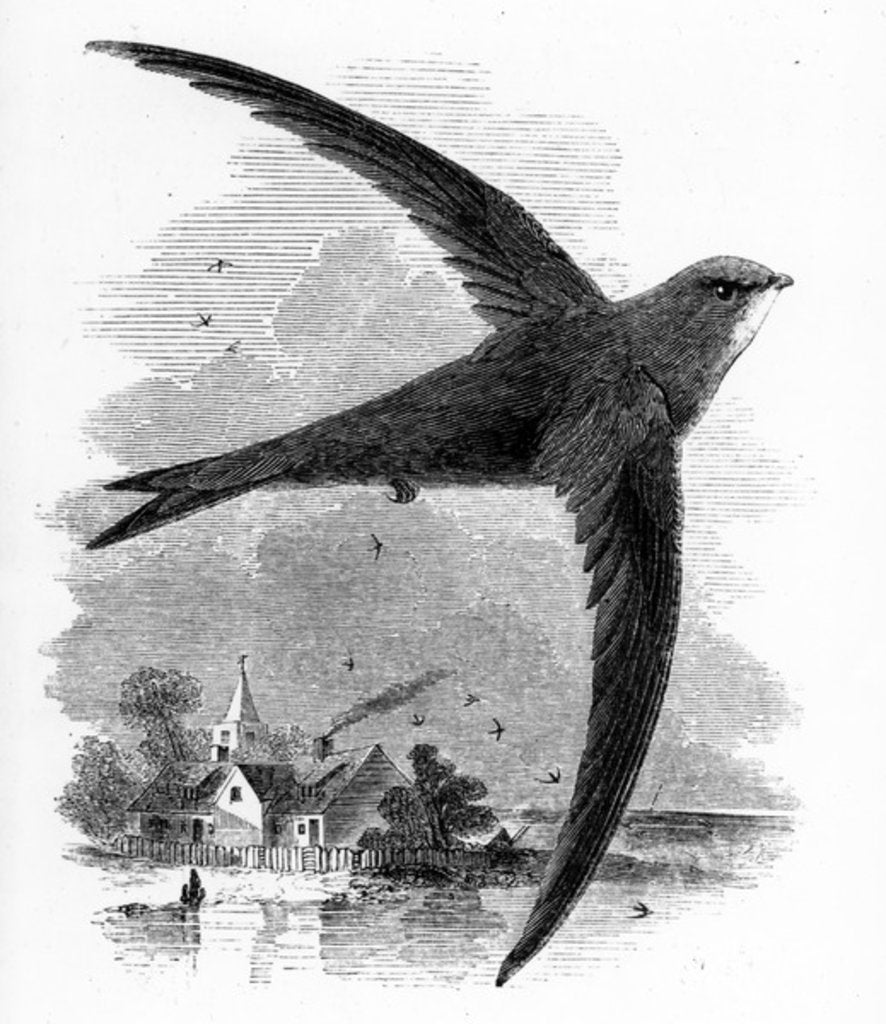 Detail of The Common Swift by William Yarrell