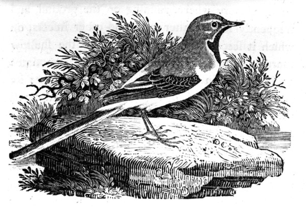 Detail of The Grey Wagtail by Thomas Bewick
