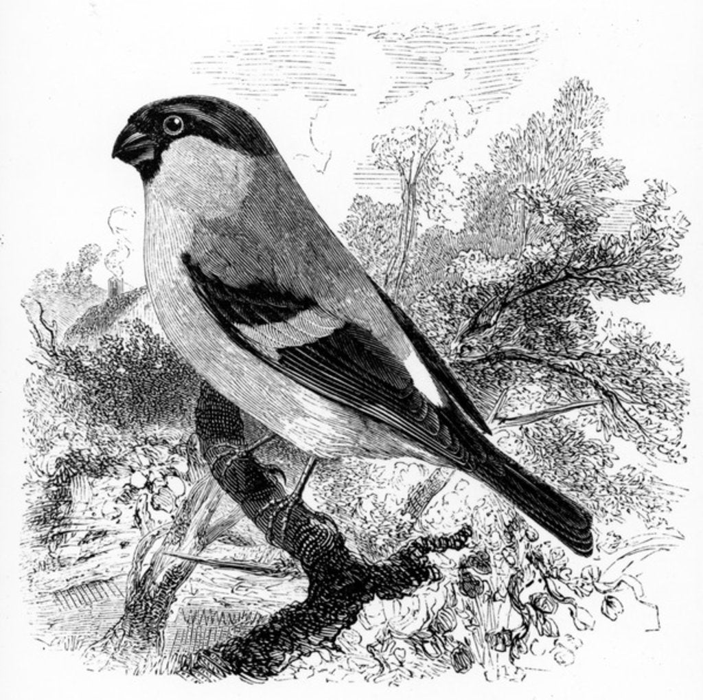 Detail of The Bullfinch by William Yarrell