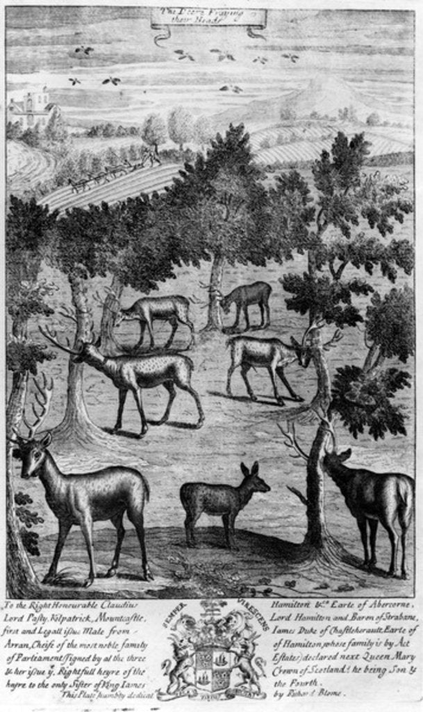 Detail of The deer fraying their heads by English School