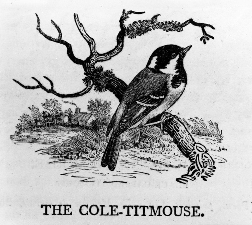 Detail of The Cole-Titmouse by Thomas Bewick