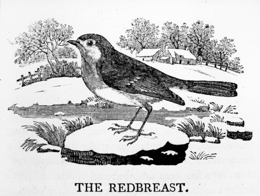 Detail of The Redbreast by Thomas Bewick