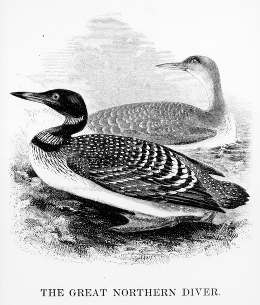 Detail of The Great Northern Diver by William Yarrell