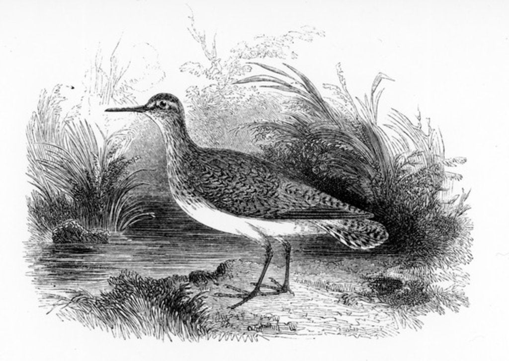 Detail of The Common Sandpiper by William Yarrell