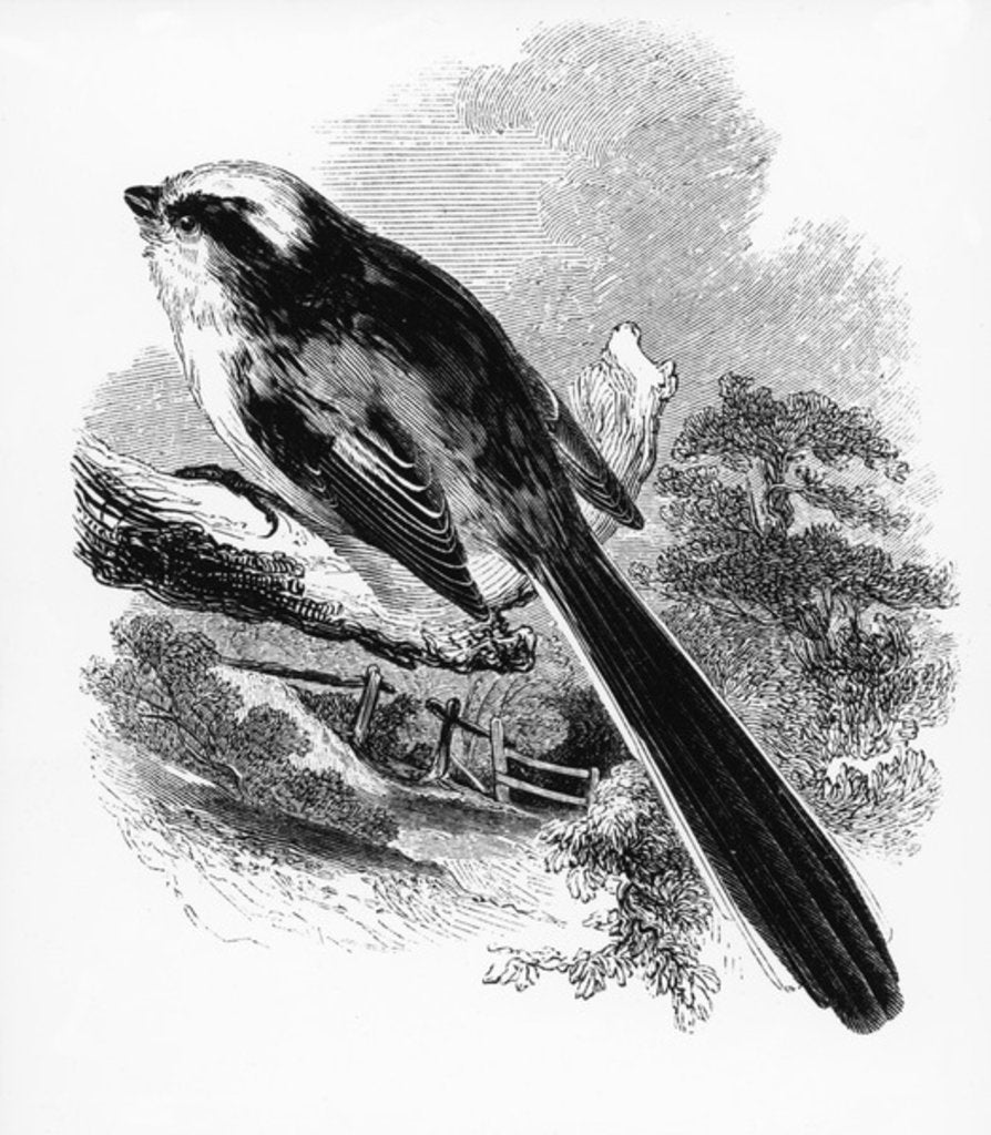 Detail of The Long-Tailed Tit by William Yarrell