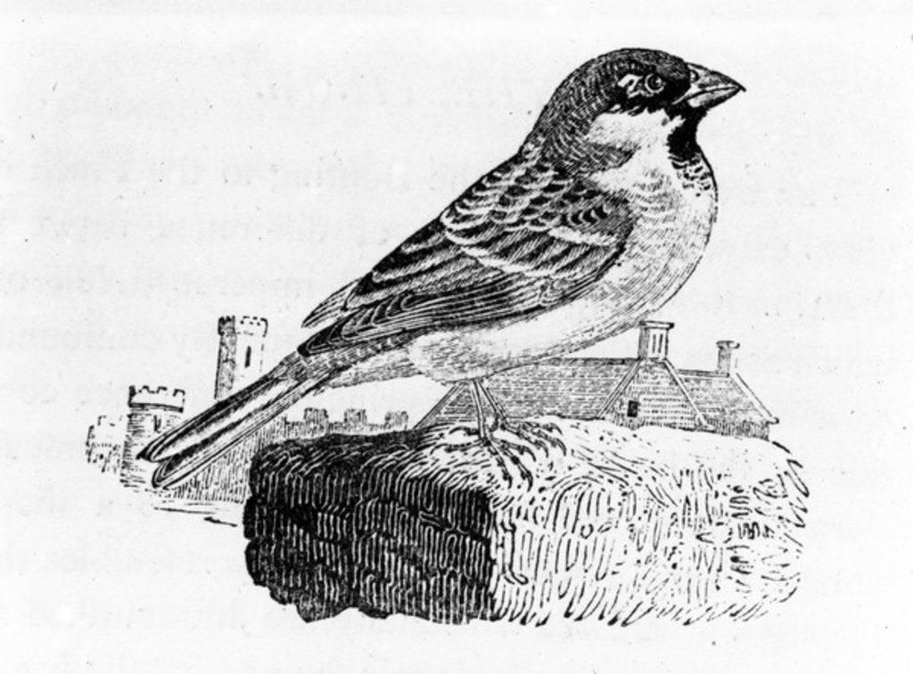 Detail of The House Sparrow by Thomas Bewick
