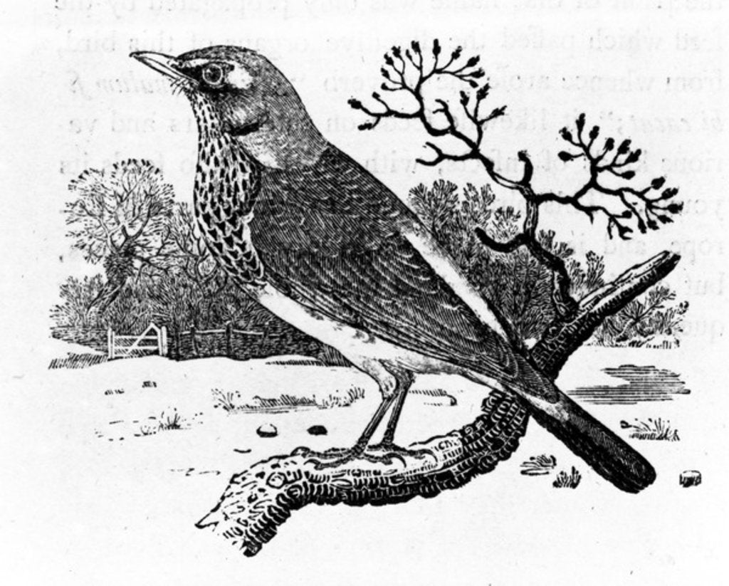 Detail of The Fieldfare by Thomas Bewick