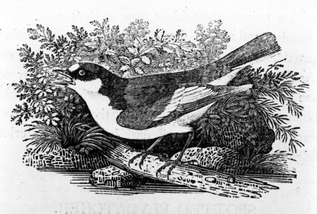 Detail of The Pied Flycatcher by Thomas Bewick
