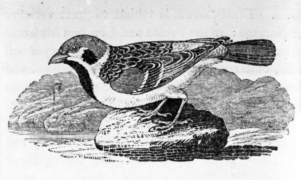 Detail of The Mountain Sparrow by Thomas Bewick