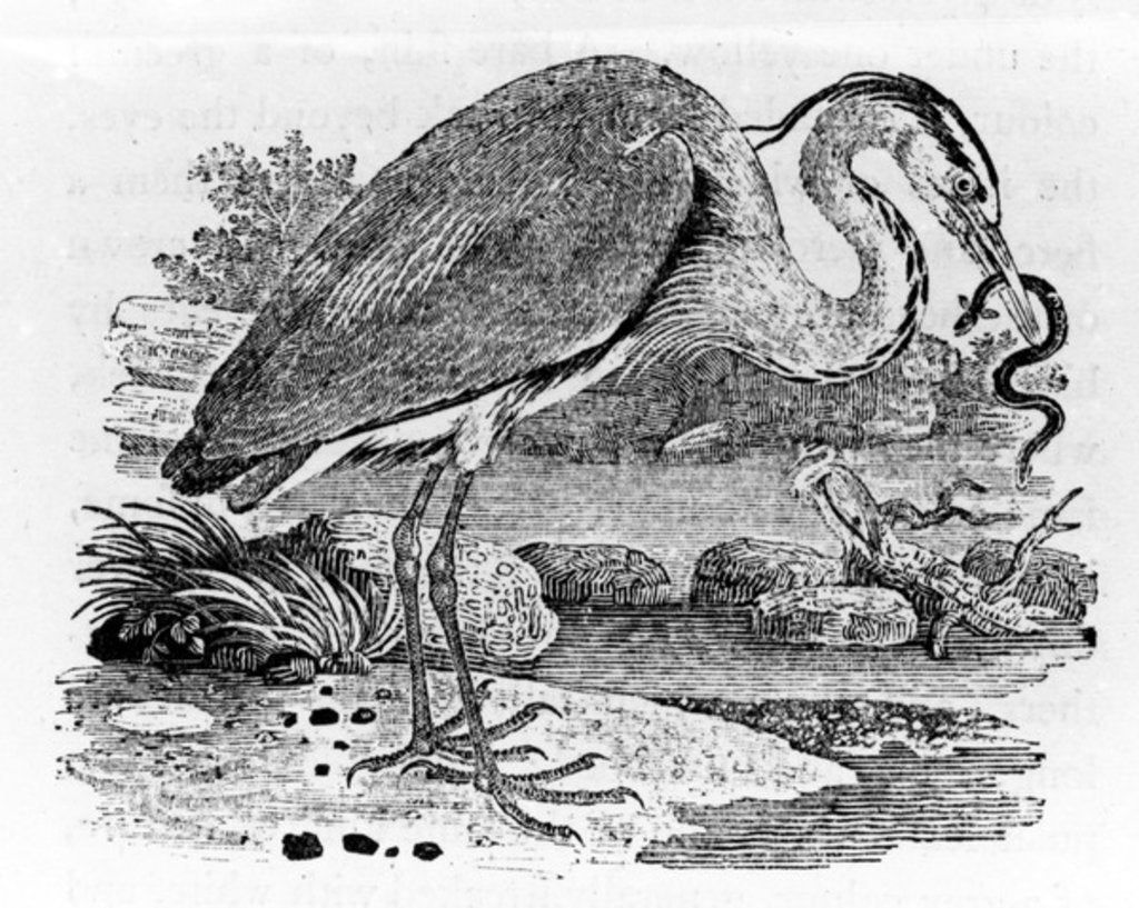 Detail of Heron by Thomas Bewick