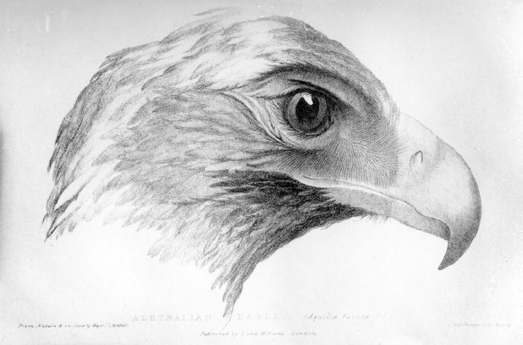 Detail of Australian Eagle by Major Thomas Mitchell