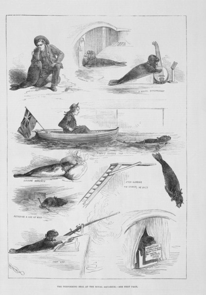 Detail of Performing seal at the Royal Aquarium by English School
