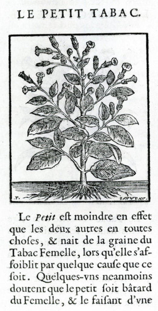 Detail of le Perit Tabac by French School