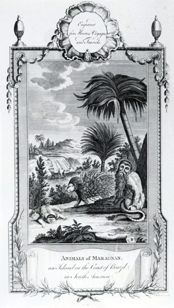 Detail of Animals of Maragnan, illustration taken from Moore's Voyages and Travels, 1778 by English School