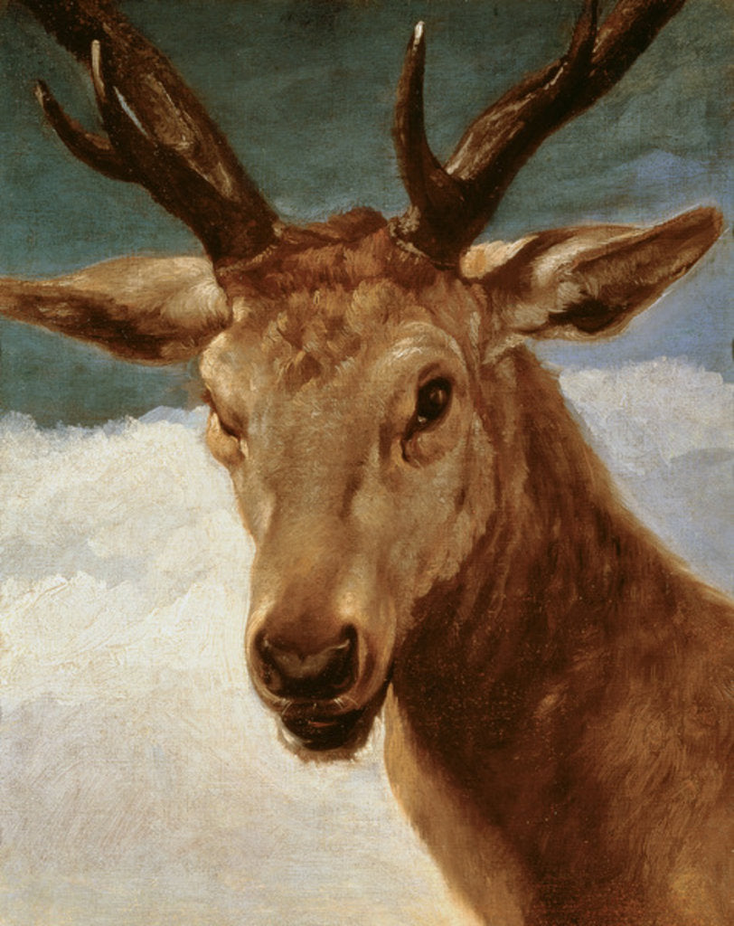 Detail of Head of a Stag, 1634 by Diego Rodriguez de Silva y Velazquez