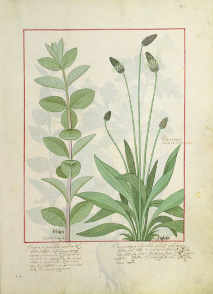 Detail of Ms Fr. Fv VI #1 fol.113 Mint and Plantain, or Ribwort by Robinet Testard