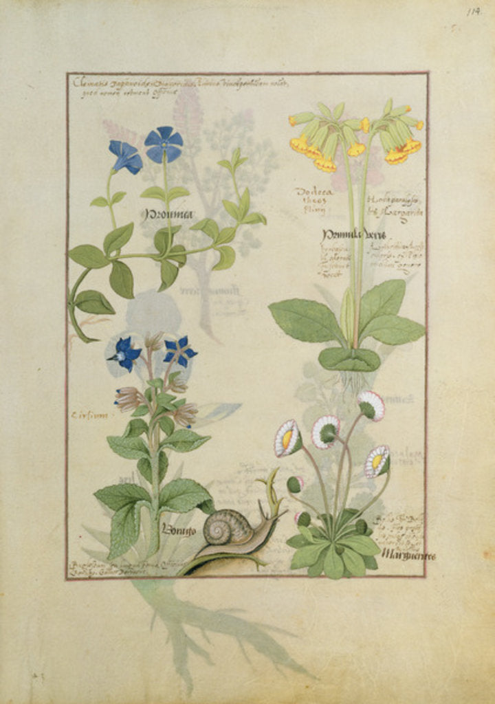 Detail of Ms Fr. Fv VI #1 fol.114 Top row: Blue Clematis or Crowfoot and Primula. Bottom row: Borage or Forget-me-not and Marguerita Daisy by Robinet Testard