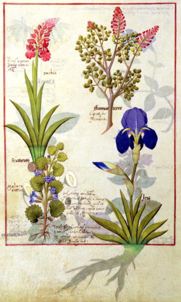 Detail of Ms Fr. Fv VI #1 fol.114v Top row: Orchid and Fumitory or Bleeding Heart. Bottom row: Hedera and Iris by Robinet Testard